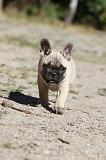 BOULEDOGUE FRANCAIS 257